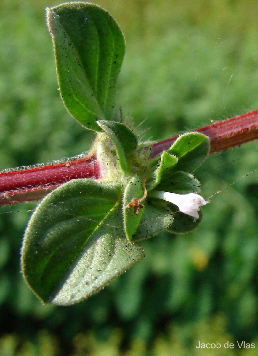 Spermacoce articularis L.f.